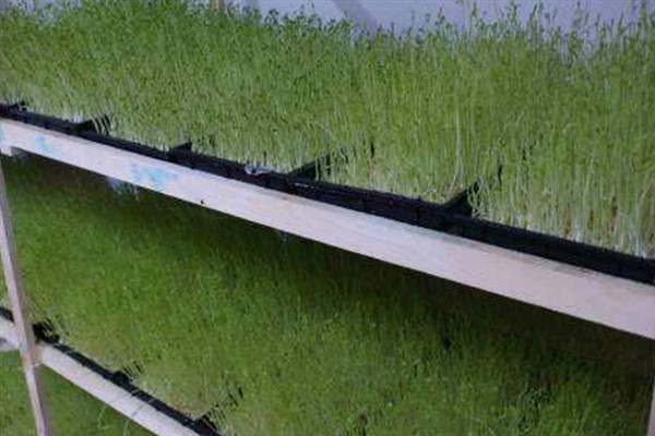 芽苗菜种植的生产环境，可选在塑料大棚、日光温室等