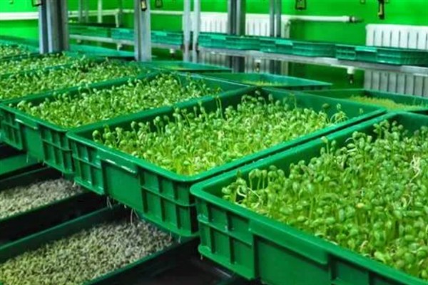 芽苗菜种植的生产环境，可选在塑料大棚、日光温室等