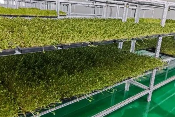 芽苗菜种植的生产环境，可选在塑料大棚、日光温室等