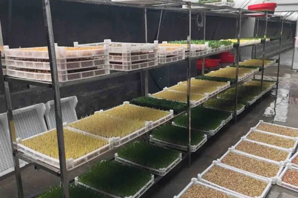 芽苗菜种植的生产环境，可选在塑料大棚、日光温室等