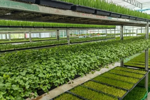 芽苗菜种植的生产环境，可选在塑料大棚、日光温室等