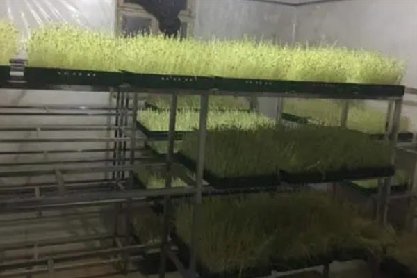 芽苗菜种植的生产环境，可选在塑料大棚、日光温室等