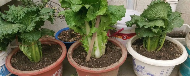 家里怎么种白菜，选择陶制花盆为佳