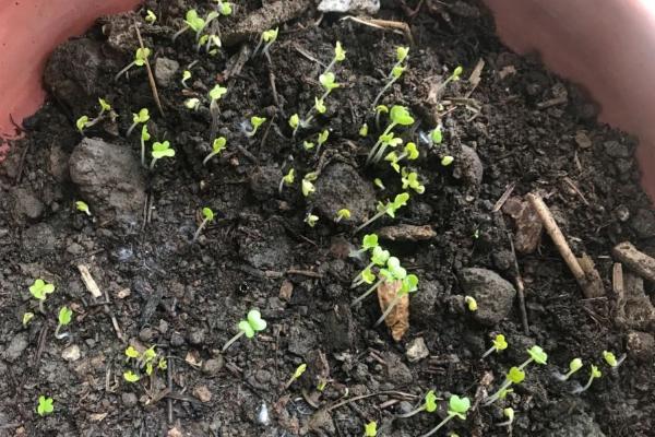家里怎么种白菜，选择陶制花盆为佳