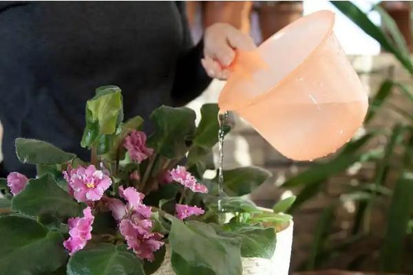 苹果发酵水怎么浇花，围绕根部均匀地浇灌在土壤中即可