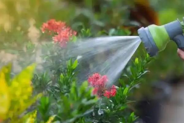 苹果发酵水怎么浇花，围绕根部均匀地浇灌在土壤中即可