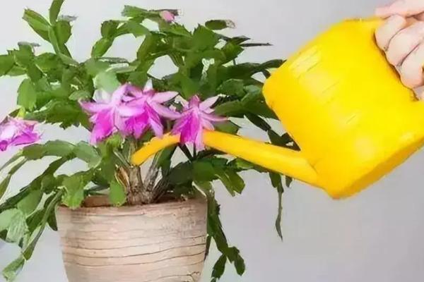 苹果发酵水怎么浇花，围绕根部均匀地浇灌在土壤中即可