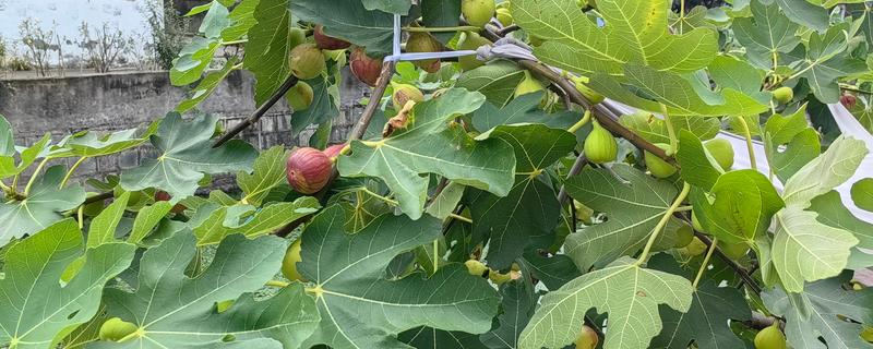无花果有什么品种，布兰瑞克、青皮、波姬红等品种很常见