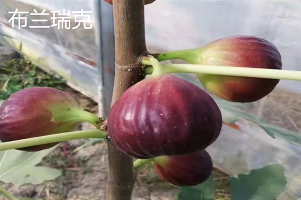无花果有什么品种，布兰瑞克、青皮、波姬红等品种很常见