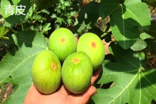 无花果有什么品种，布兰瑞克、青皮、波姬红等品种很常见