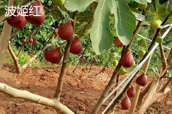 无花果有什么品种，布兰瑞克、青皮、波姬红等品种很常见