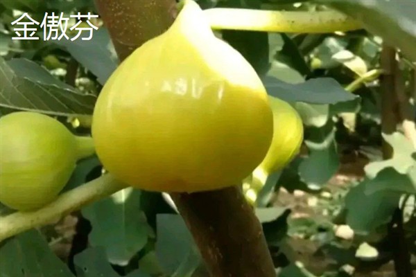 无花果有什么品种，布兰瑞克、青皮、波姬红等品种很常见