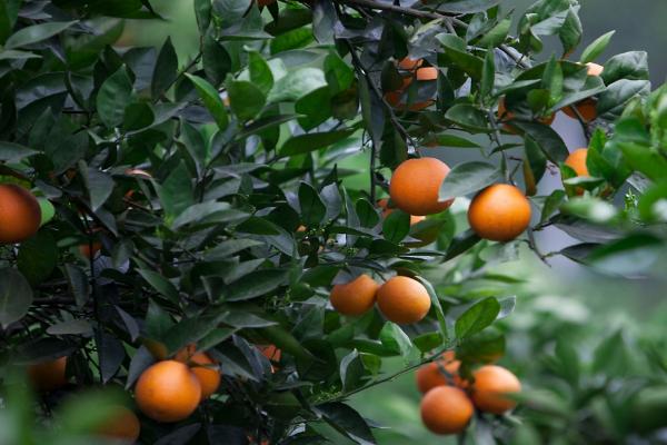 橙子的适宜种植地区，适合种在甘肃、陕西、四川等省份