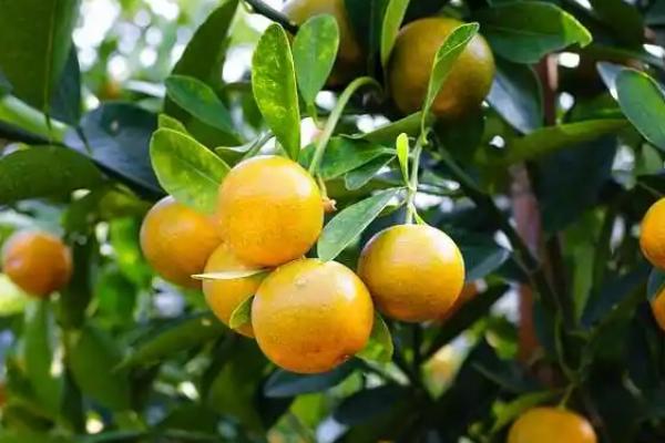 橙子的适宜种植地区，适合种在甘肃、陕西、四川等省份