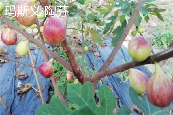 无花果有什么品种，布兰瑞克、青皮、波姬红等品种很常见
