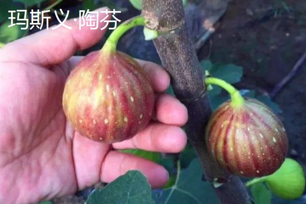 无花果有什么品种，布兰瑞克、青皮、波姬红等品种很常见