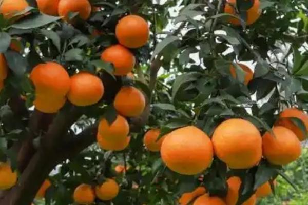 橙子的适宜种植地区，适合种在甘肃、陕西、四川等省份