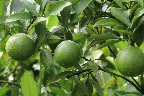 橙子的适宜种植地区，适合种在甘肃、陕西、四川等省份