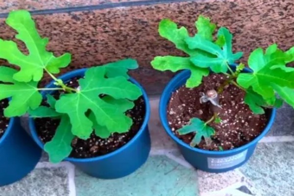 无花果有什么品种，布兰瑞克、青皮、波姬红等品种很常见