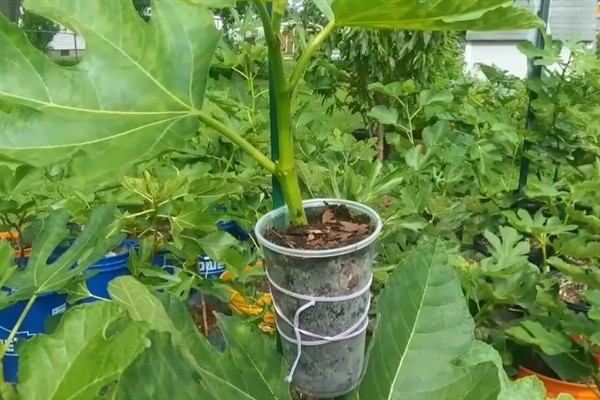 无花果有什么品种，布兰瑞克、青皮、波姬红等品种很常见