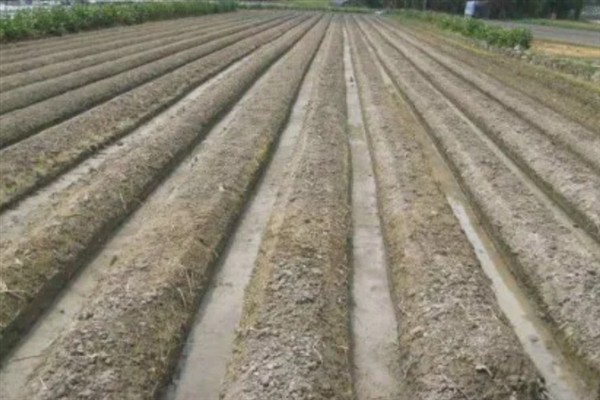 种植甘蔗如何预防霜冻，采取灌水、覆盖等措施可以防霜