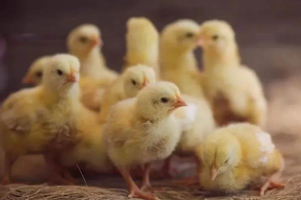 让肉鸡快速生长的方法，需饲喂高能量、富含维生素等营养的饲料