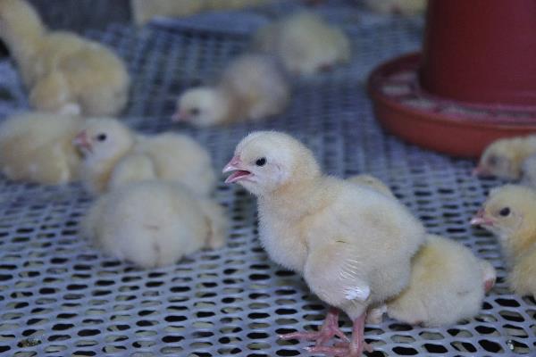 让肉鸡快速生长的方法，需饲喂高能量、富含维生素等营养的饲料
