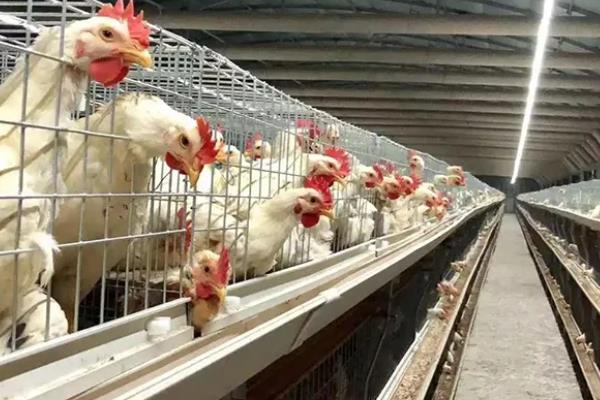 让肉鸡快速生长的方法，需饲喂高能量、富含维生素等营养的饲料