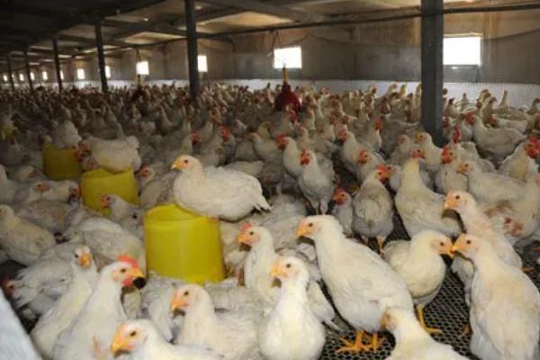 让肉鸡快速生长的方法，需饲喂高能量、富含维生素等营养的饲料