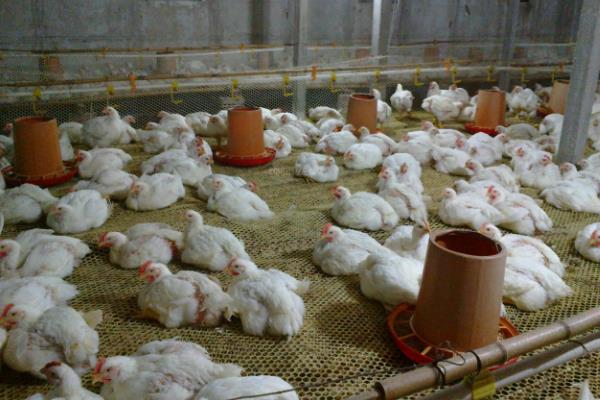 让肉鸡快速生长的方法，需饲喂高能量、富含维生素等营养的饲料