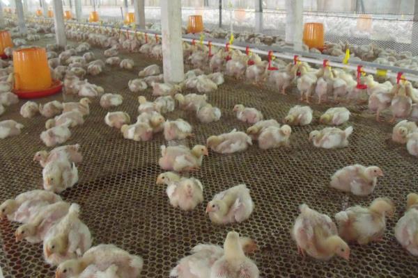 让肉鸡快速生长的方法，需饲喂高能量、富含维生素等营养的饲料