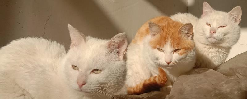 猫咪眼周脱毛的原因，可能是真菌或细菌感染等因素引起
