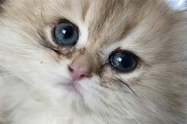 猫咪眼周脱毛的原因，可能是真菌或细菌感染等因素引起