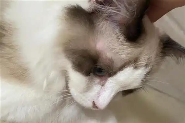 猫咪眼周脱毛的原因，可能是真菌或细菌感染等因素引起