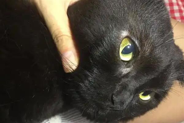 猫咪眼周脱毛的原因，可能是真菌或细菌感染等因素引起