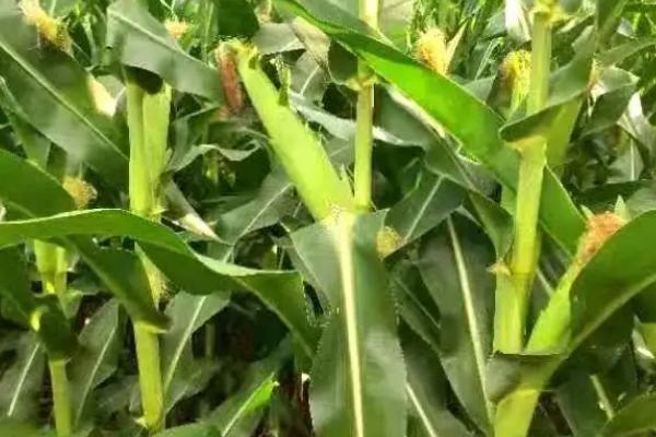 钱江糯6号玉米种子简介，注意防治玉米螟及蚜虫危害