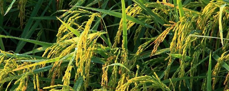 峰软优113水稻种子简介，晚造全生育期117-119天