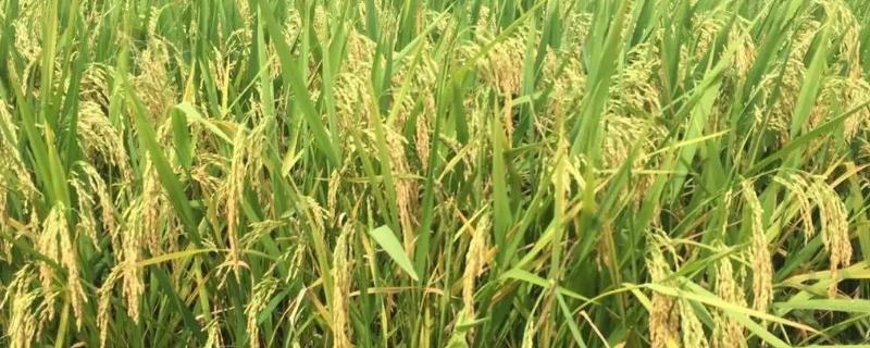 豪香优075水稻种子特点,中抗白叶枯病(IX型菌3级)
