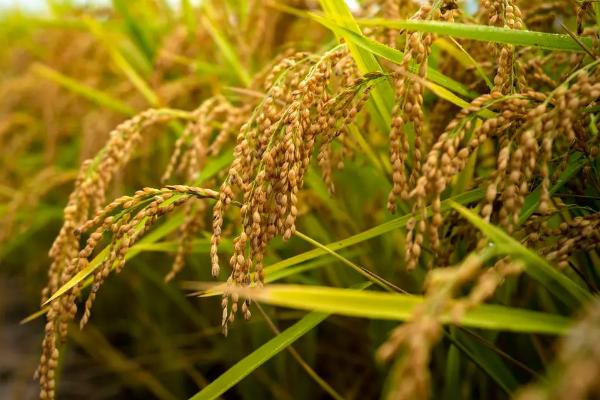 豪香优075水稻种子特点，中抗白叶枯病（IX型菌3级）