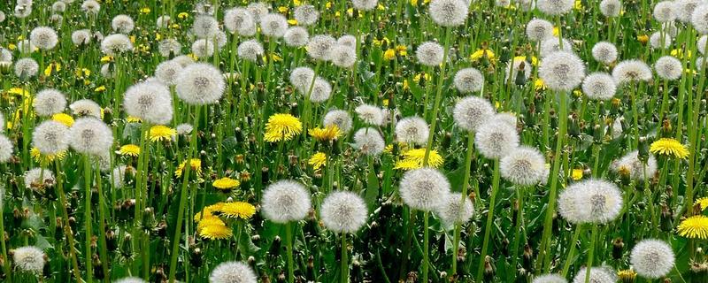 植物种子是怎么传播的，以动物传播、风传播、水传播等方式为主