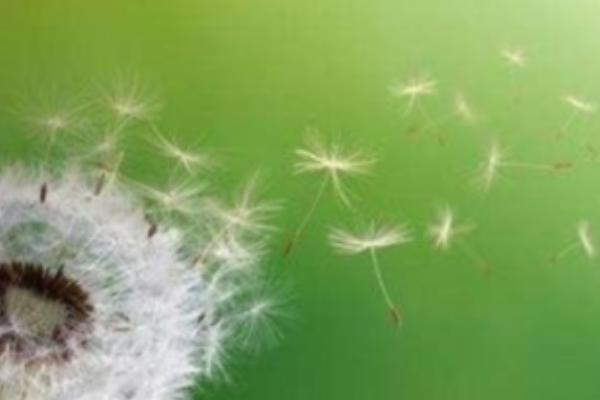 植物种子是怎么传播的，以动物传播、风传播、水传播等方式为主