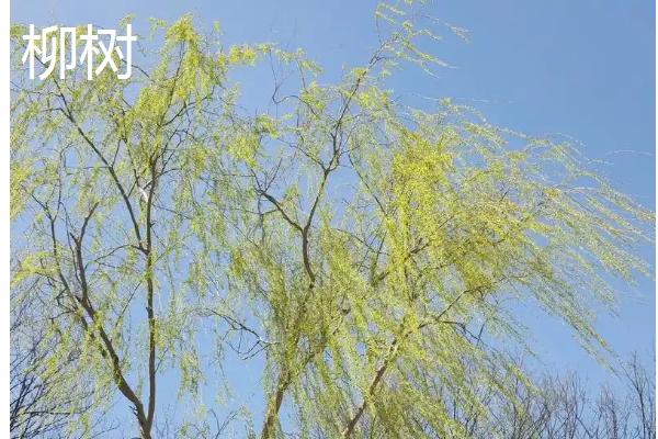 植物种子是怎么传播的，以动物传播、风传播、水传播等方式为主