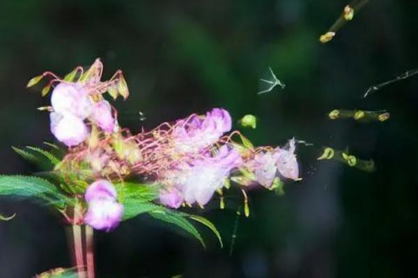 植物种子是怎么传播的，以动物传播、风传播、水传播等方式为主
