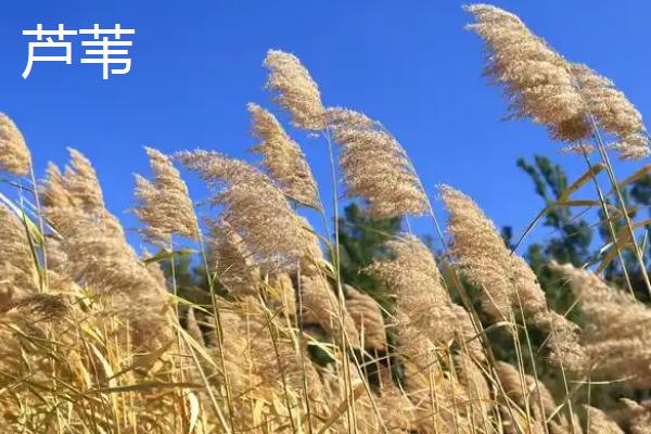 植物种子是怎么传播的，以动物传播、风传播、水传播等方式为主