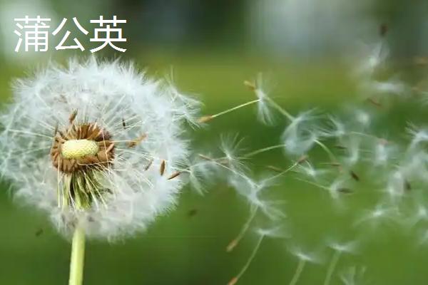 植物种子是怎么传播的，以动物传播、风传播、水传播等方式为主
