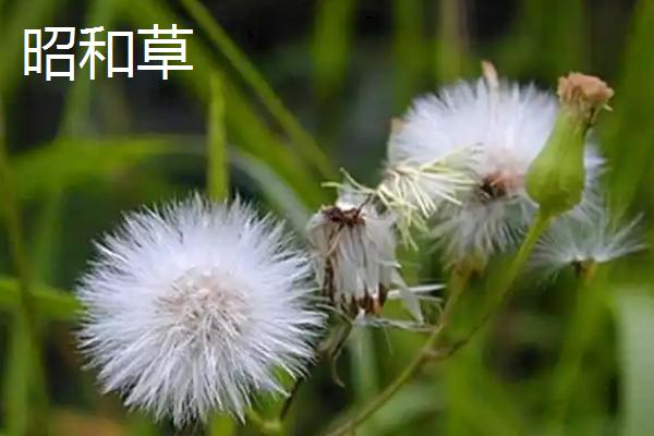 植物种子是怎么传播的，以动物传播、风传播、水传播等方式为主