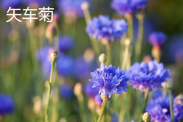 植物种子是怎么传播的，以动物传播、风传播、水传播等方式为主