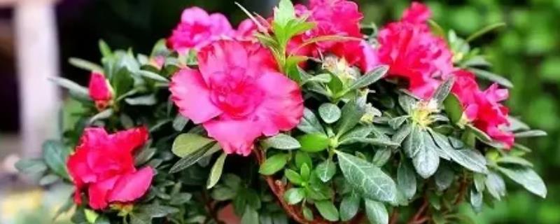 刚买回家的花如何养护，前1-2周放在半阴通风处让它适应环境