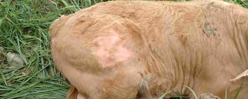 牛为什么会一块一块的掉毛，可能是寄生虫、缺少营养、喂食不足等因素引起