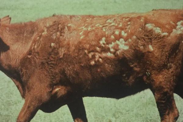 牛为什么会一块一块的掉毛,可能是寄生虫、缺少营养、喂食不足等因素引起